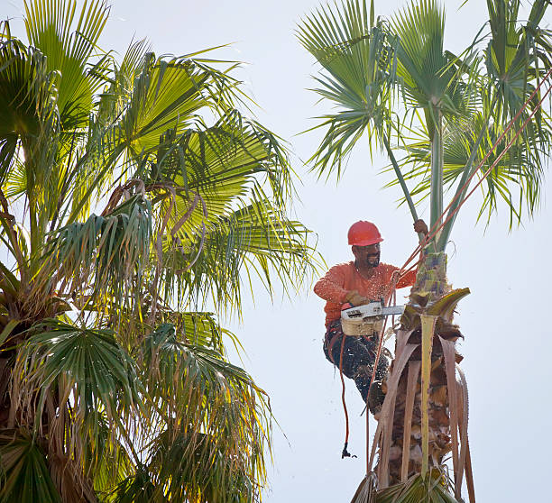 Best Dead Tree Removal  in Inman, SC